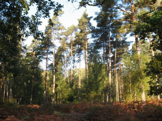 2007 10 Myco Pecqueuse 02